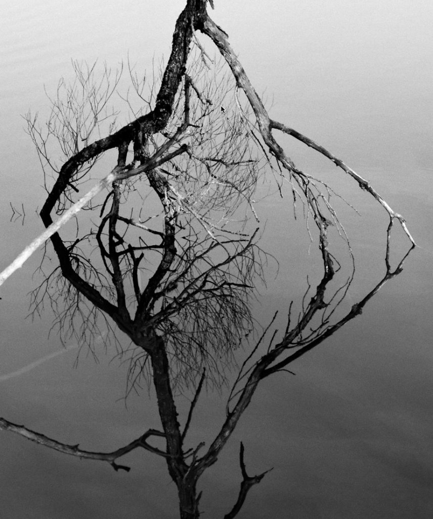 Lake-Halwil-Branch.jpg