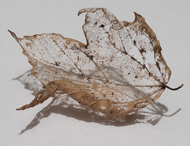 Veil-Leaf-12-No-Flash-June-7-0000.jpg