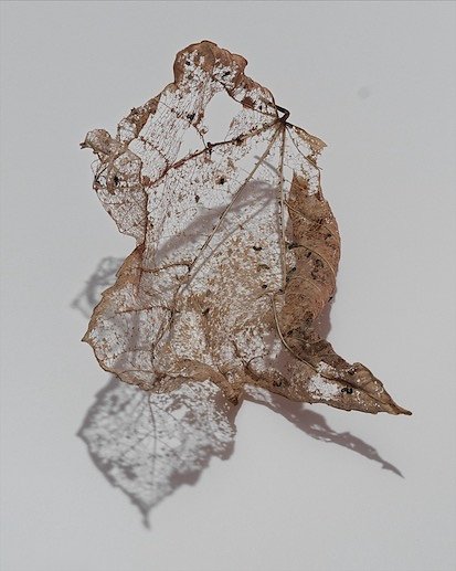 Veil-Leaf-17-No-Flash-June-9-0000.jpg