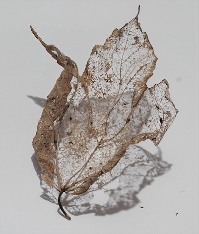 Veil-Leaf-20-No-Flash-June-9-0000.jpg