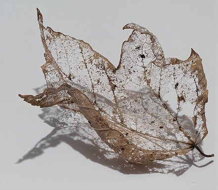 Veil-Leaf-21-No-Flash-June-9-0000.jpg