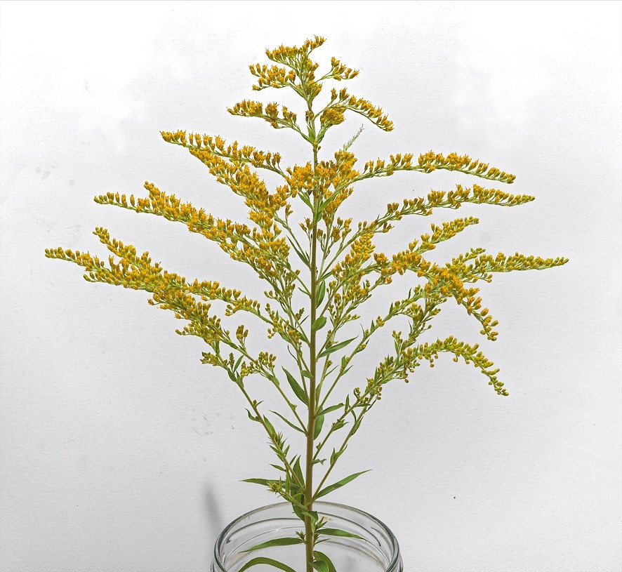 Yellow-like-small-tree-form-1-Aug-2-0000.jpg